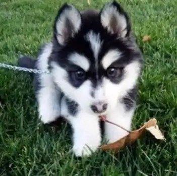  可爱的二哈头像有吗谢谢了