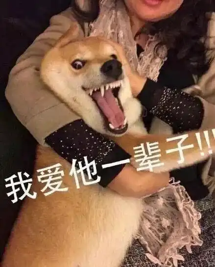 狗托表情包王冰冰