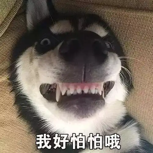  狗狗微量元素,什么情况需要补充