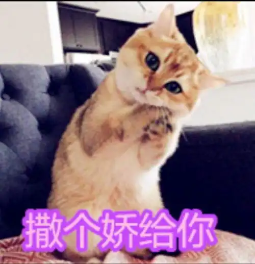 小仓鼠表情包图片大全小