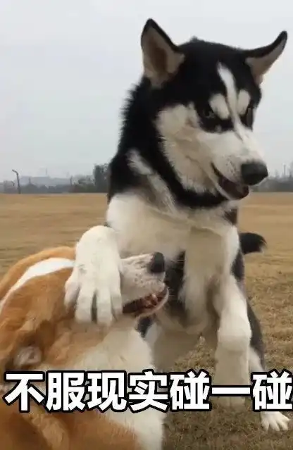  一波哈士奇表情包,哈哈收了去斗图