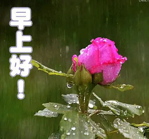  下雨早晨问候图片大全早上好下雨天问候图打伞图