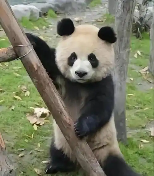 每天认识一只大熊猫圆润,挖煤三巨头之一兼顶流女星花花干妈 每天认识一只大熊猫圆润,挖煤三巨头之一兼顶流女星花花干妈