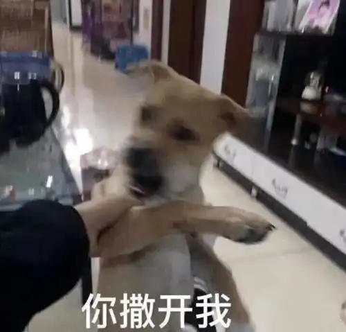 救命我的狗刚洗完澡没多久,怎么又臭了