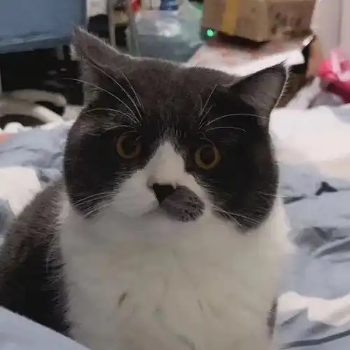  打工人如何选择性价比高的国产猫粮