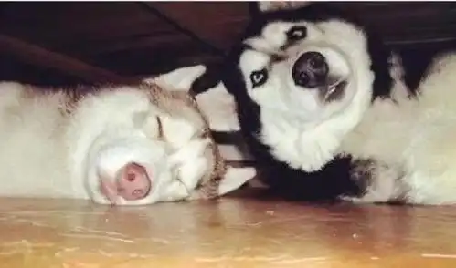  网友寄来几张二哈照片,狗狗表情十分到位,最后一张全笑喷