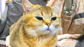  小主人给几只胖猫撸毛,猫咪们纷纷逃走,胖公猫的表情说明一切