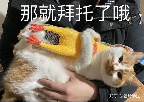  有没有沙雕橘猫的头像或表情包