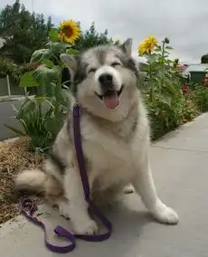  小伙对哈士奇太过溺爱,反而成了一种伤害