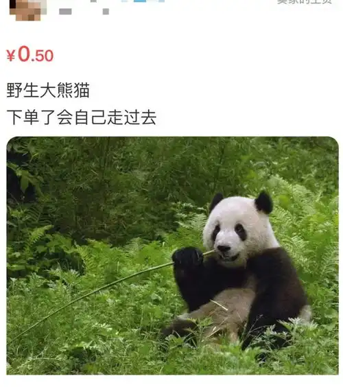 熊猫写字表情包原图蚊子