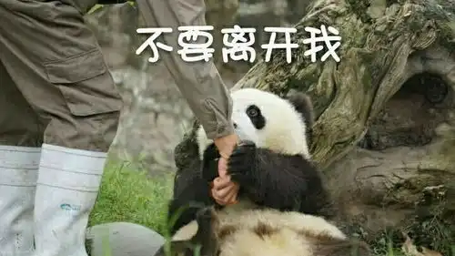  脑子进咸鱼了照片脑子进咸鱼了相册大全yy官方