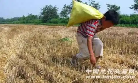  小小的麦粒里,饱含着回不去的故乡
