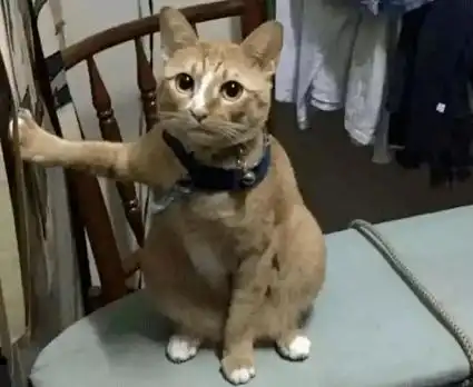  回家看到橘猫保持一个奇怪的姿势不动,走近一看,顿时笑喷了