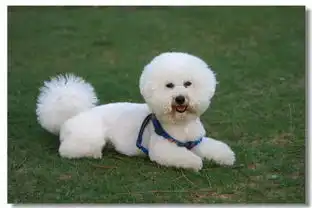  狗狗有这几个表现,说明智商低,你家狗狗有没有