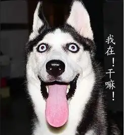  二哈偷吃了十包跳跳糖后铲屎的汪感觉不到舌头了