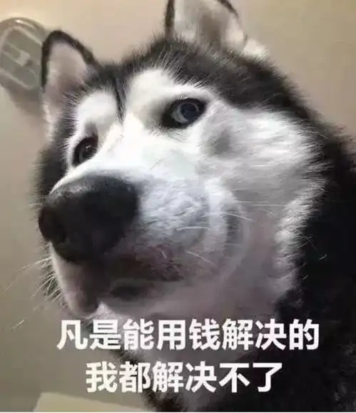  想有偿领养一只猫咪求推荐谢谢大家
