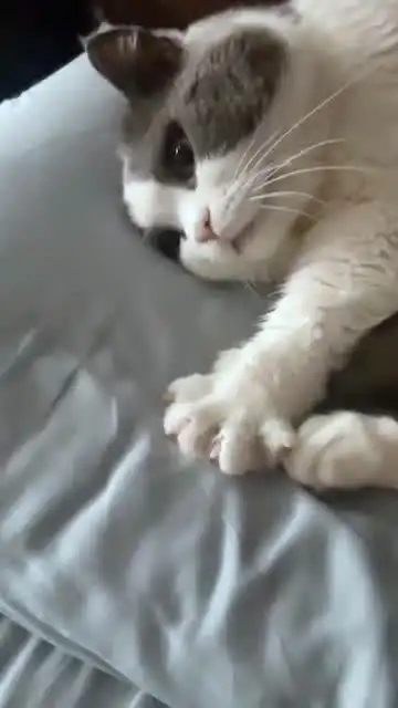  看完这个视频,我想问一下,小猫咪这是在干什么啊