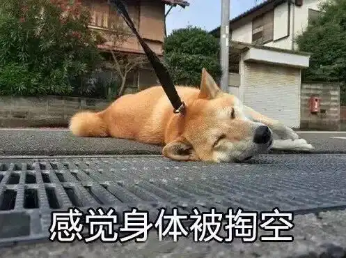 柴犬斜视表情包节后综合