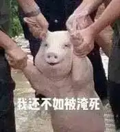 最近一张猪的照片刷爆了微博,满满的都是套路 最近一张猪的照片刷爆了微博,满满的都是套路