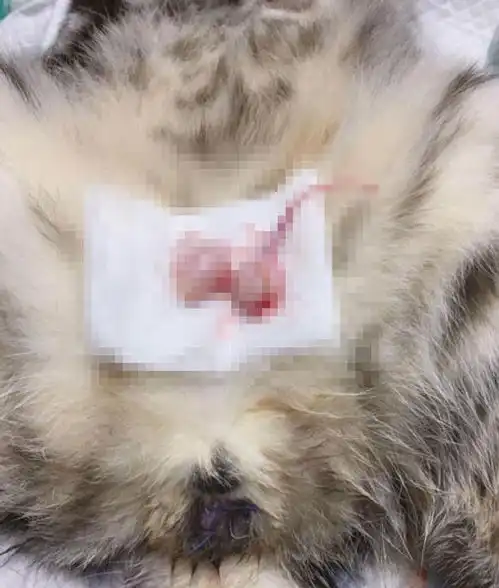  带猫咪做完节育后,猫咪总是鄙视主人,主人哄都哄不住