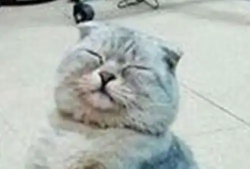  猫咪怕冷抱着取暖器,满脸享受坐着,扑朔迷离的眼神让人陶醉