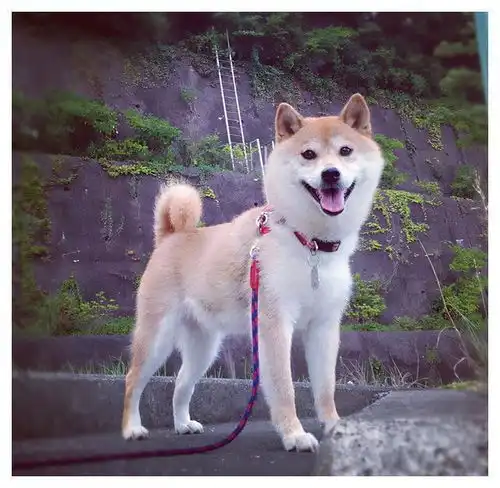  一张照片火遍全球成为表情包王者这只柴犬过16岁生日啦