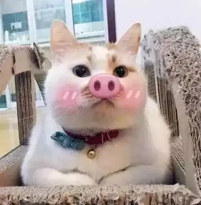 养猫就像带娃,终于体会到为人父母的不易 养猫就像带娃,终于体会到为人父母的不易