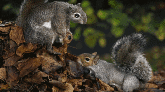  bbc造假大揭秘这一波操作让动物们看得目瞪口呆