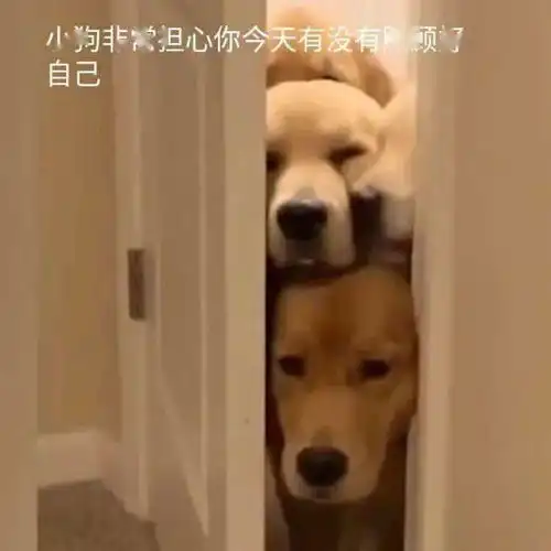  表情包