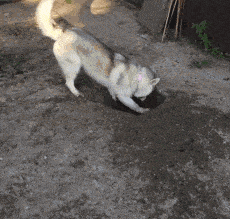  就为了狗子的一个爱好,我家那个破垫子五六年都没舍得扔