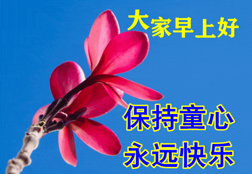 老板早上好表情全部