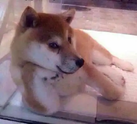  近七成被访大学生是单身,因为性格内向