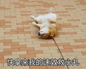 柴犬斜视表情包废柴