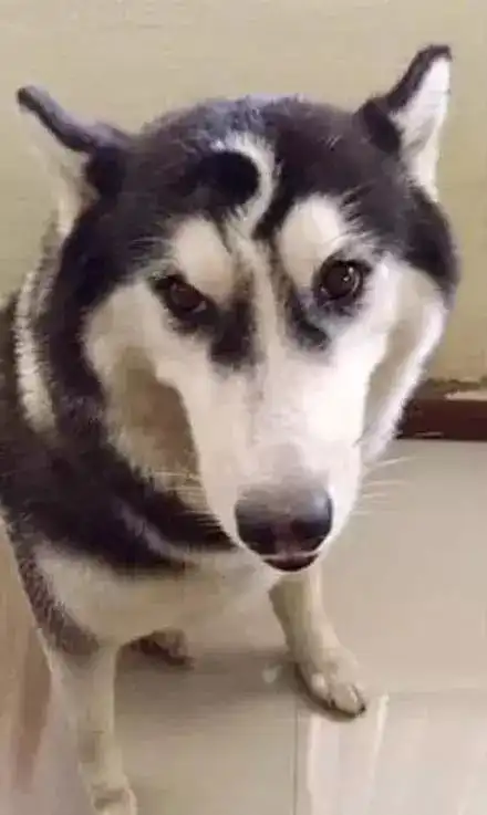  号称自家二哈是哈青天,看完照片后,我信了