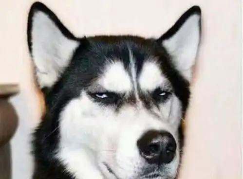  喜欢秋后算账,最记仇的几种狗狗最好别得罪