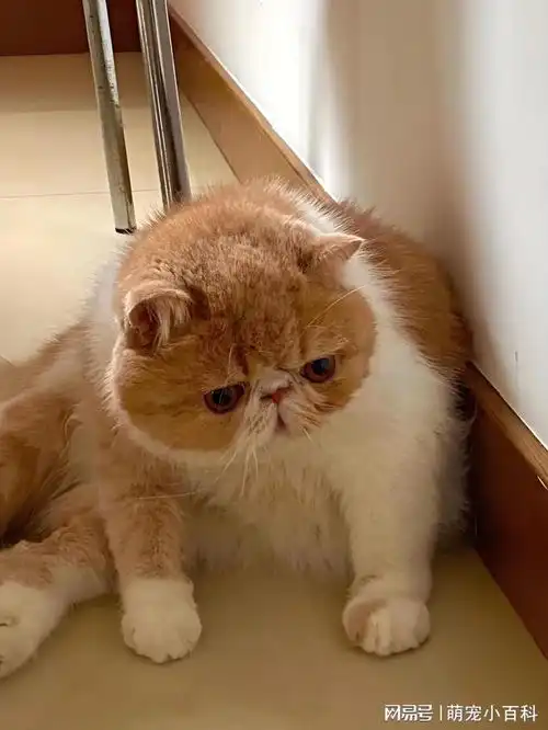  从异短到加菲一只猫如何成为全球表情包天王