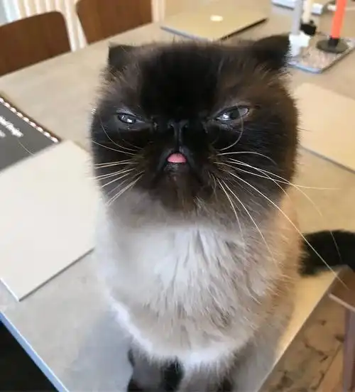  这只猫咪天生舌头超抢镜,在网上走红粉丝笑翻它是略略略之王