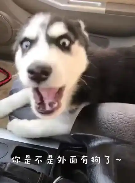  二哈生太多,结果喂奶喂到生无可恋