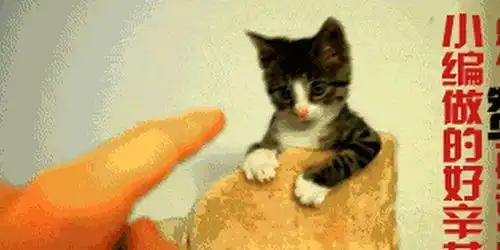  奶爸给熊猫搬来一张凳子,它竟坐出了隔壁老大爷的风格成精了