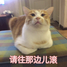  搞笑动图,猫咪表情包