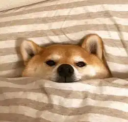 柴犬斜视表情包che