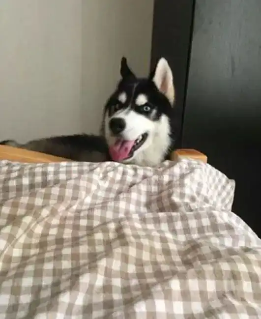 哈士奇表情包动图严浩翔