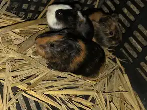  豚鼠特工队