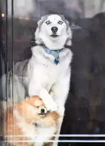  养了哈士奇不仅仅是附送表情包而已