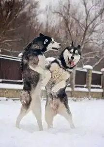  哈士奇打架赢的不是实力,居然是.......