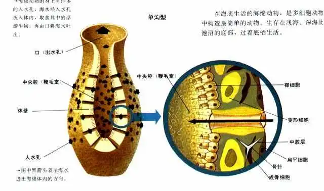 是谁住在深海的大菠萝里