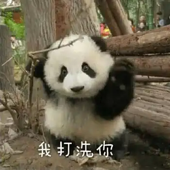  每日表情熊猫表情