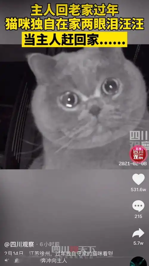  主人老回家过年,猫咪独自在家两眼泪汪汪,当主人赶回家