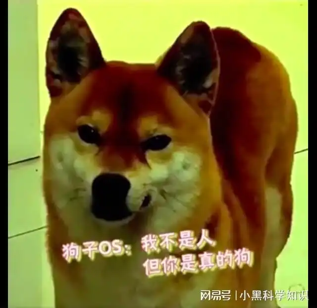  网友骗狗吃驱虫药,计谋得逞后却不带出去玩,狗做狗你在行