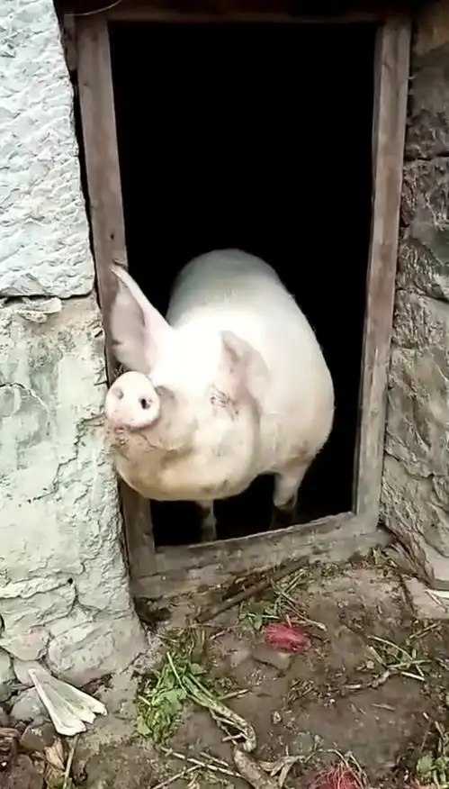  这猪的表情太销魂了